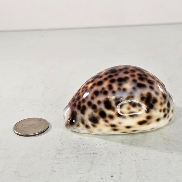 Tiger Cowrie Sea Shell Glossy Brown & White Spotted Ocean Decor - Picture 7 of 8